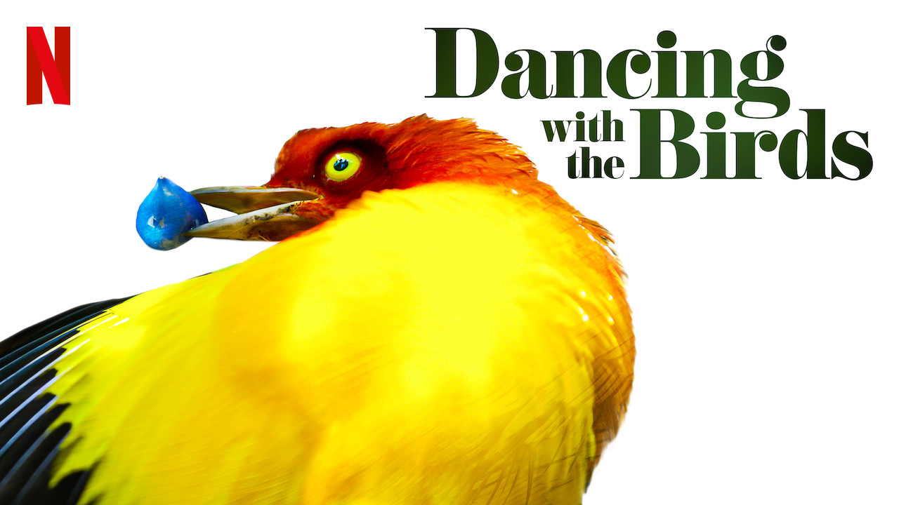 Resultado de imagem para dancing with the birds